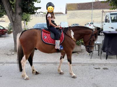 Gelding No Origin Recorded For sale 2019 Coloured
