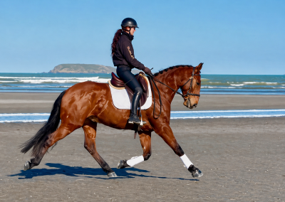 Hongre - lusitanien - 7 ans - dressage - france