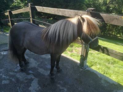 Mini shetland-Etalon 76cm 