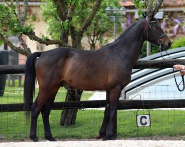 Hongre - Westphalien - 4 ans - Dressage - France 