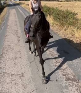Jument 11ans pour loisirs