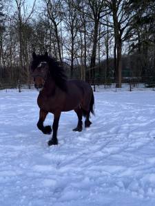 Calimero db : kruising tinker x fries dekhengst