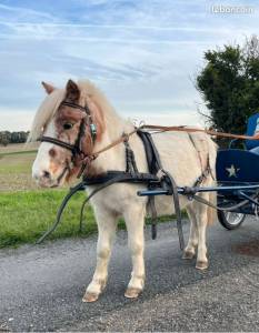 Ruin Shetland Te koop 2023 Bont