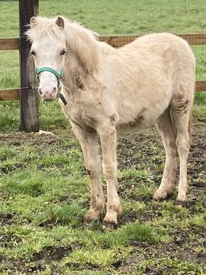 Colt Welsh Pony (Section A) Swap 2025 Palomino