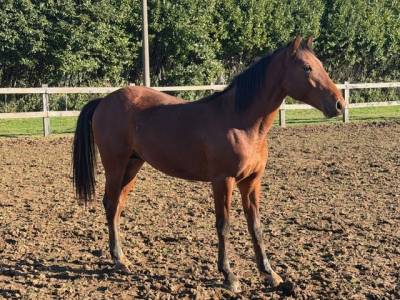 Puledro da salto ostacoli – ottimo pedigree 