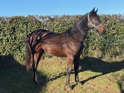 Vendo puledra da salto ostacoli – ottimo pedigree 