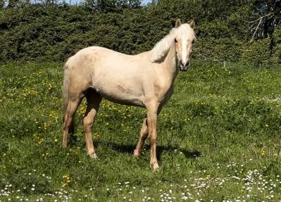 Ruin Franse rijpony PFS Te koop 2024 Palomino ,  Champagne d&rsquo;AR cus