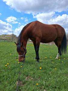 Jument demi-arabe 13 ans 