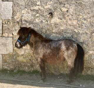 Ruin shetland te koop 2024 vos roan ,  cromignon d’alix