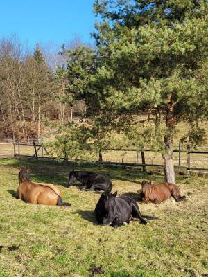 Large family home on a 78897 m² land 