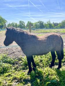 Potranca origine constatée en venta 2023 bayo