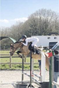 Hengst Belgische pony Te koop 2022 Isabel