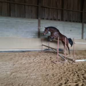 Hongre zangersheide 3 ans