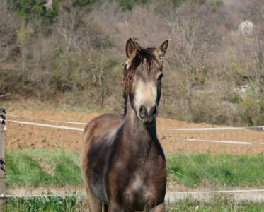 Yegua PFS Poni Fran&ccedil;&eacute;s de Silla En venta 2024 Isabelo