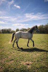 Hengst Connemara Te koop 2024 Schimmel ,  UBAYE PONDI