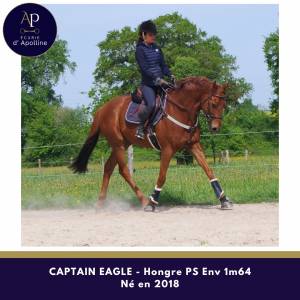 Ruin volbloed te koop 2018 vos