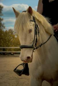 Cheval portugais , 9 ans 