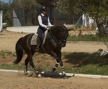 Stallion PRE Pure Spanish Bred For sale 2018 Black