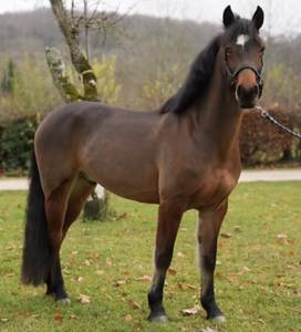 Castrone connemara in vendita 2020 baio ,  prince du val