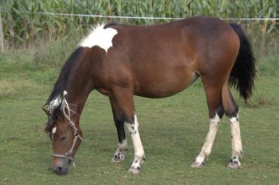 A vendre oléa d'haligan pfs pie 