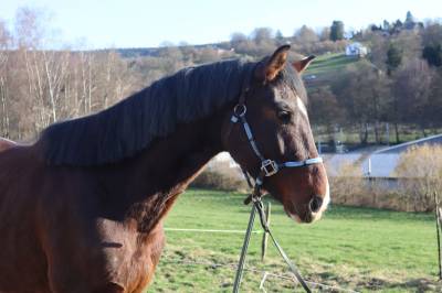 Hongre kwpn de 4 ans – prospect dressage – 1m75