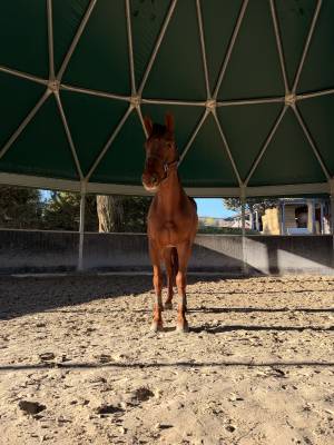 Hongre 6 ans à vendre 