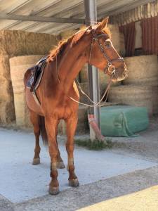Hongre 6 ans à vendre 
