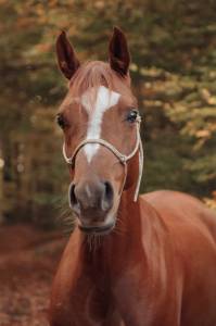 Shakyra de croissart