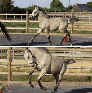 Veulen (vr) Franse rijpony PFS Te koop 2025 Isabel ,  BOX OFFICE DU PENA