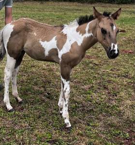 Hengst Andere pony rassen Te koop 2025 Paint