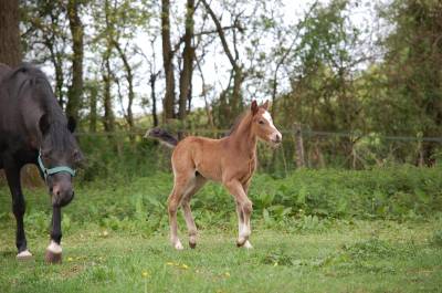Colt Welsh Part Bred For sale 2026 Bay