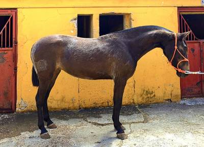 POTRA PRE BAYA OSCURA
