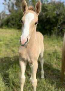 Puledro sella francese in vendita 2026 palomino