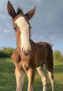 Superbe foal sf par candy de nantuel x plot blue 