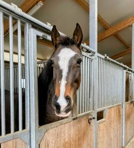 Superbe jument belge (bwp) - loisir ou élevage