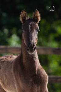 Filly pre pure spanish bred for sale 2026 black