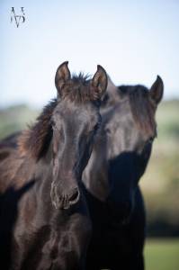 Pouliche pure race espagnole noire
