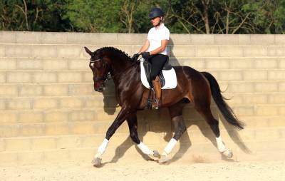 Hongre - KWPN - 7 ans - Dressage / Polyvalent - France