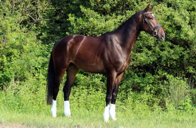 Hongre - KWPN - 7 ans - Dressage / Polyvalent - France