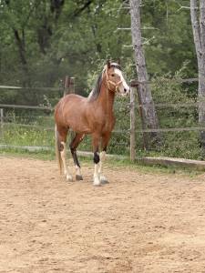 Hongre loisir ou spectacle 