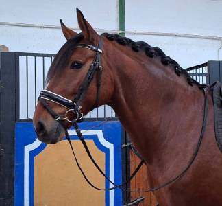Gelding pre pure spanish bred for sale 2019 bay