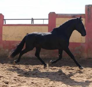 Entire pre pure spanish bred for sale 2021 black