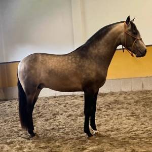 Siero - superbe jeune cheval palomino prêt à monter
