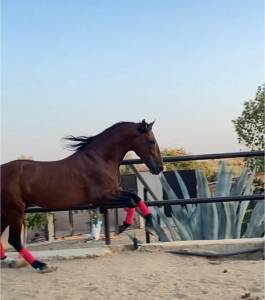 Bronze - un cheval pour profiter à la maison