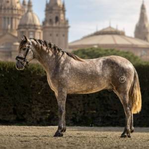 Caballo entero pre pura raza española en venta 2022 tordo