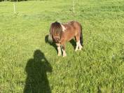 Etalon mini shetland pp