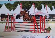 DP poney de sport