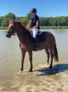 DP poney de sport