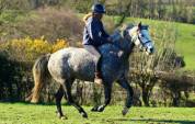 Ponette D Connemara 7 ans &ndash; id&eacute;al Hunter / CSO / CCE
