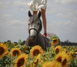 Ponette D Connemara 7 ans &ndash; id&eacute;al Hunter / CSO / CCE